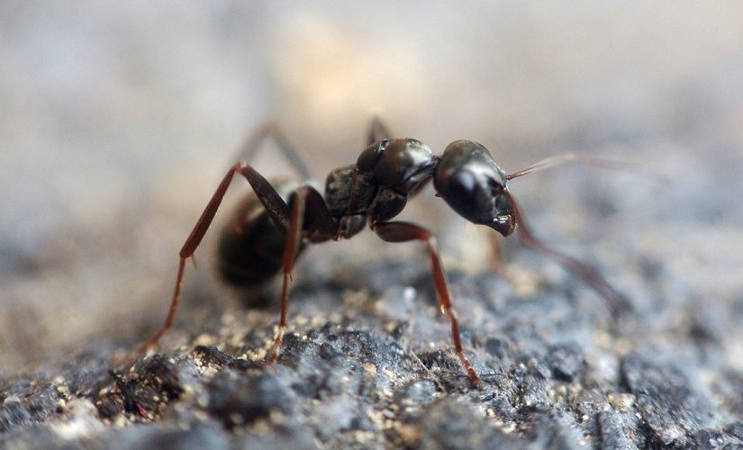 Solutions naturelles pour arrêter une invasion de fourmis dans votre maison : trucs et astuces efficaces
