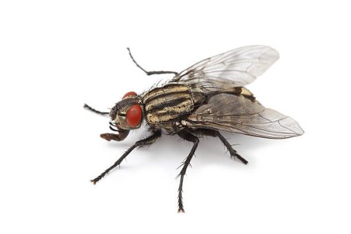 Les méthodes naturelles pour éloigner les mouches
