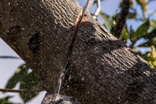 La taille en vert des arbustes pour densifier la ramification