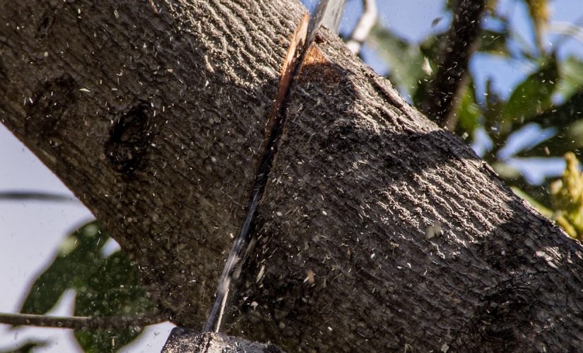 La taille en vert des arbustes pour densifier la ramification