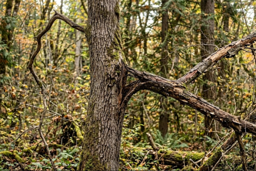 Le haubanage pour sécuriser une fourche fragile