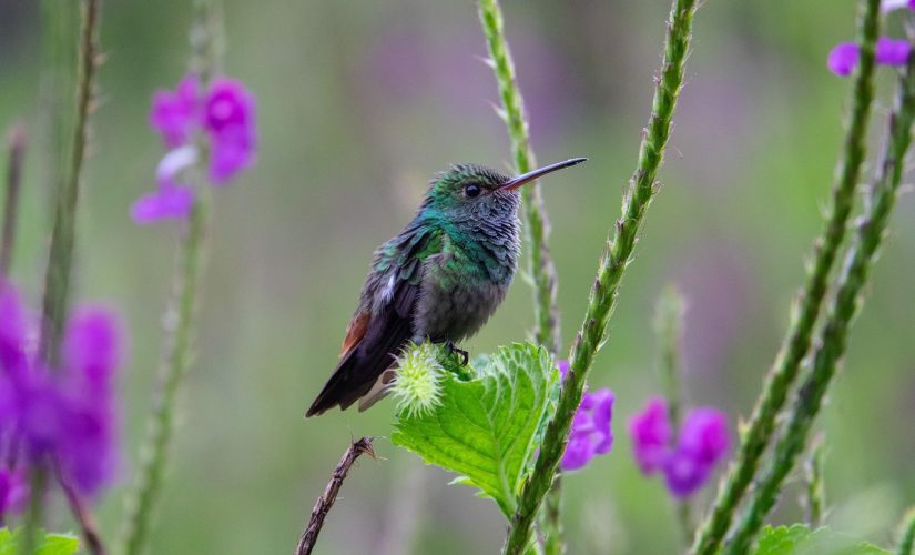 Comment l&rsquo;entretien des espaces verts favorise la biodiversité dans votre hôtel ?