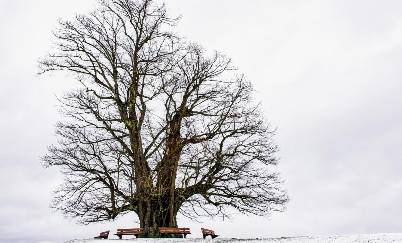 Diagnostic arbre après une sécheresse intense
