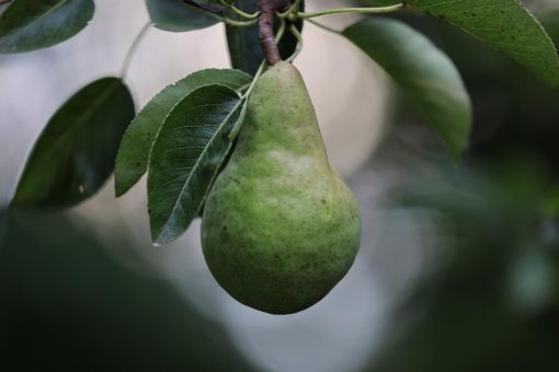 Pourquoi la maturation naturelle sur l&rsquo;arbre donne plus de goût ?