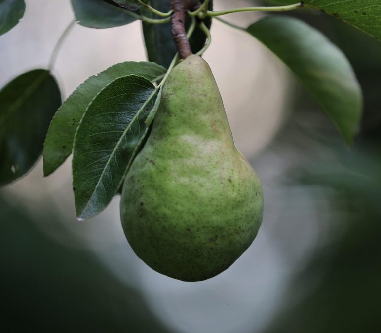Pourquoi la maturation naturelle sur l&rsquo;arbre donne plus de goût ?