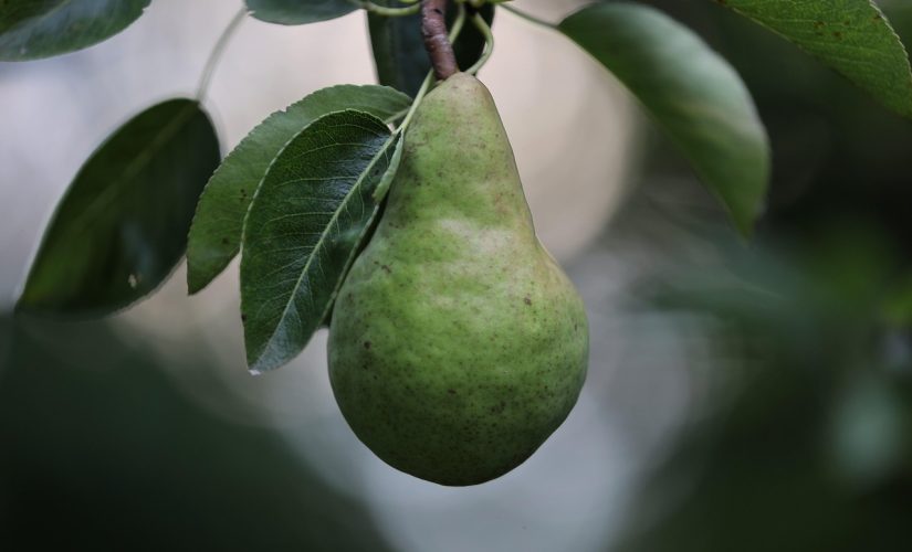 Pourquoi la maturation naturelle sur l&rsquo;arbre donne plus de goût ?