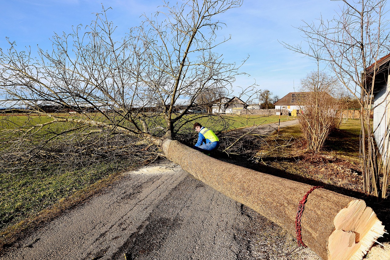 découvrez les bonnes pratiques pour l’élagage des arbres en bord de route, afin d’améliorer la visibilité et de garantir la sécurité des usagers.